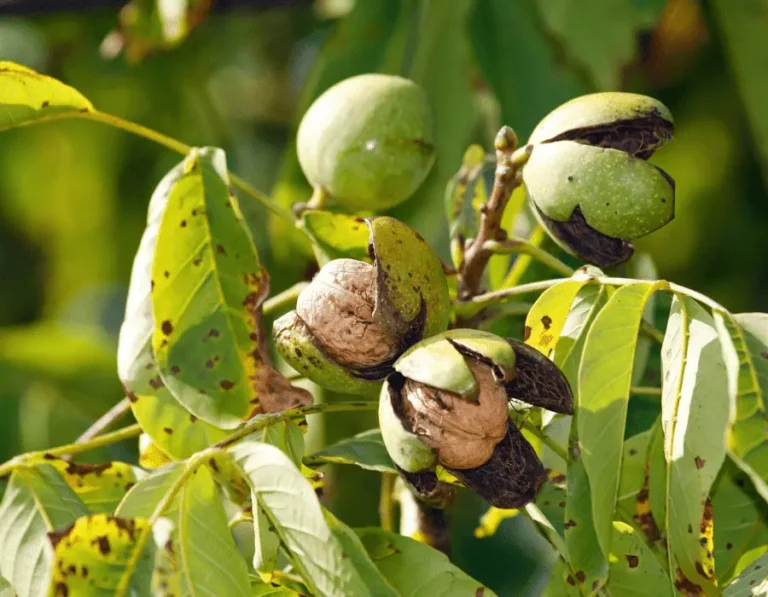 Akhrot Tree in Pakistan Discover the Richness-Walnut Tree