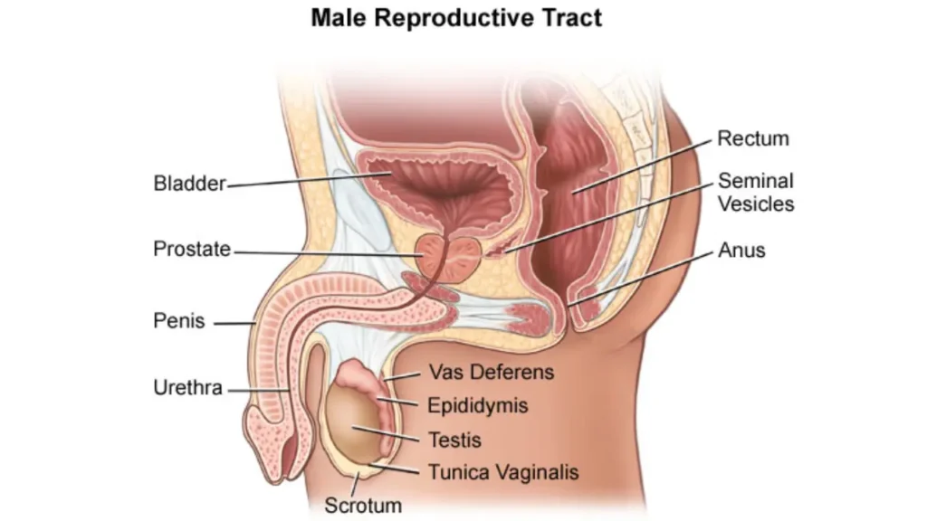 erectile dysfunction causes